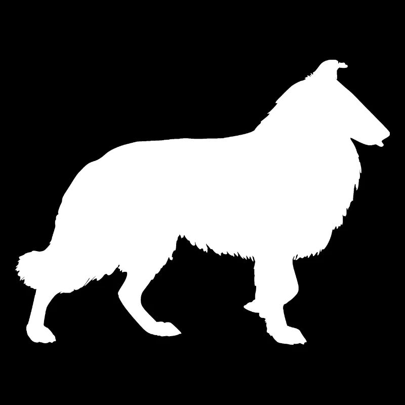 Collie Long cheveux Chien