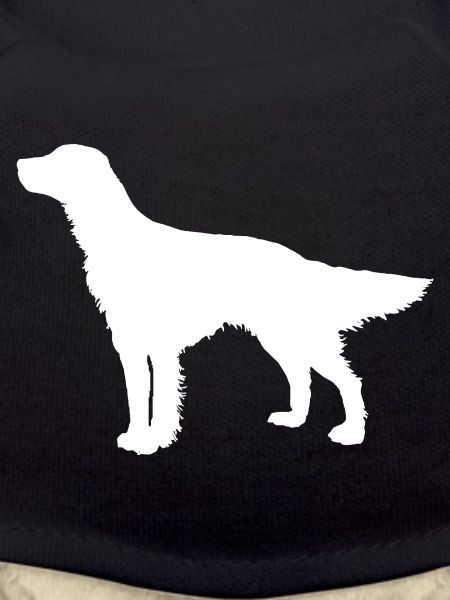 Setter Hunderasse