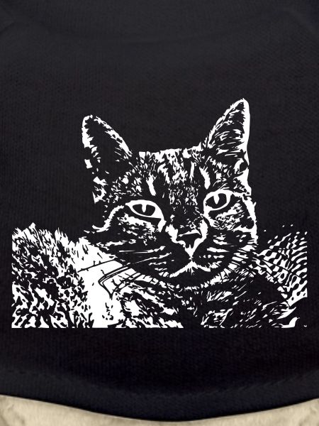 Chat Blanc Blanc Chats