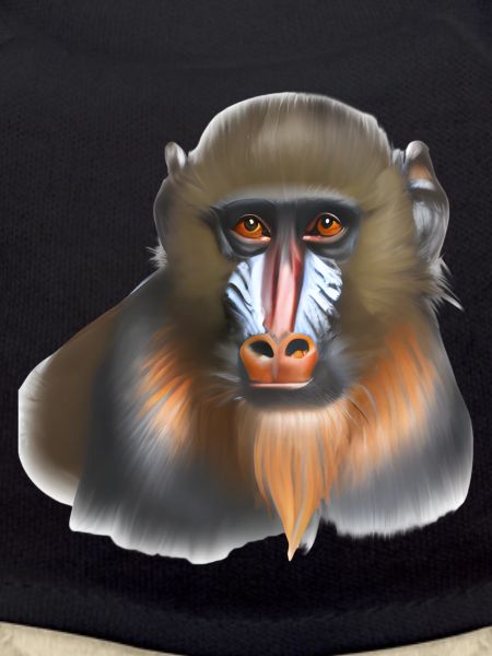 Mandrill Monkey
