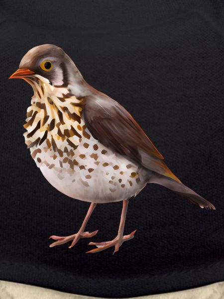 Thrush bird