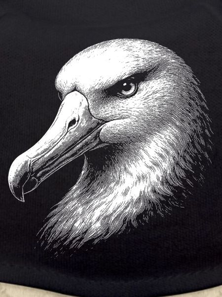 Albatross