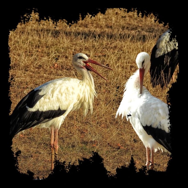 Master Adebar and Mrs. Adebar are storks