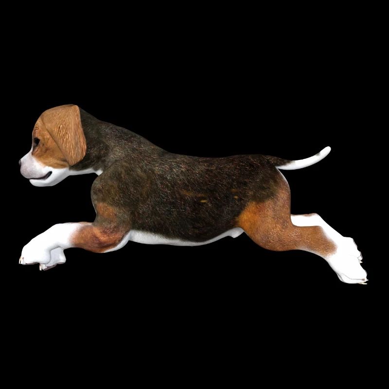 Beagle puppy