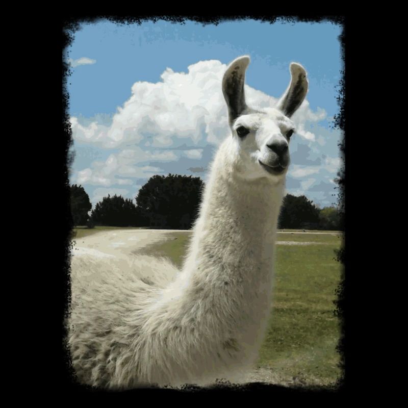 Alpaca, Llama, Cute Animals, Retro, Gift