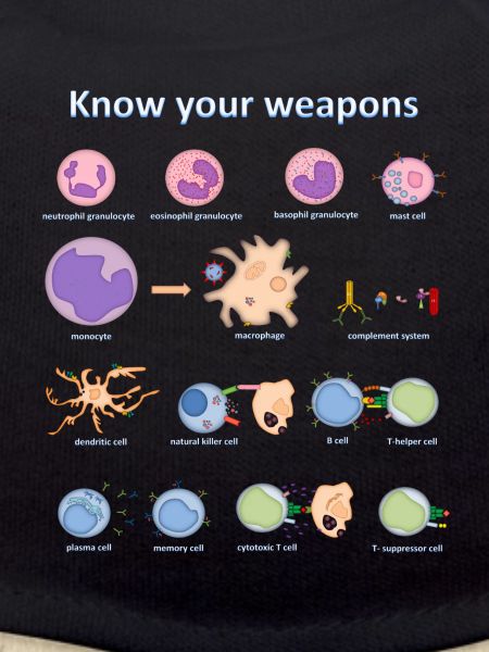 Immune system