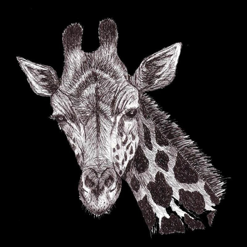 Giraffenkopf gezeichnet