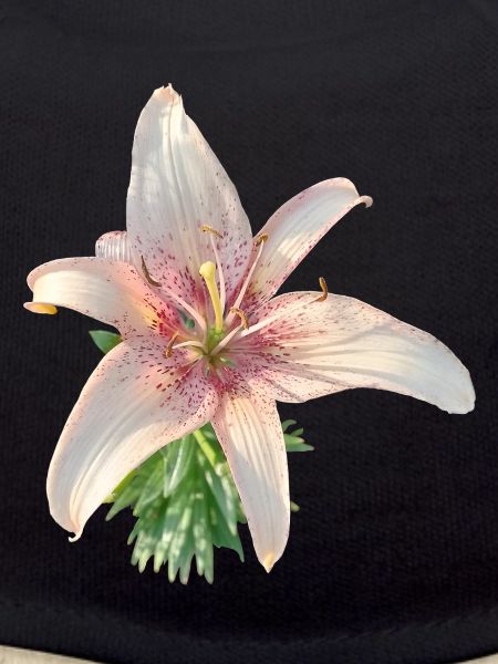 PINK LILY