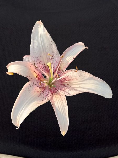 Lily Roses Blossoms