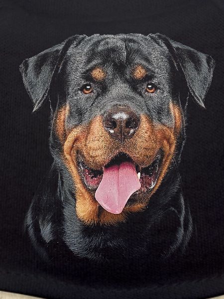 Rottweiler Dog