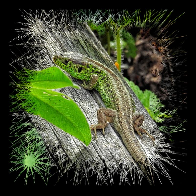 Die Zauneidechse ist ein weit verbreitetes Reptil