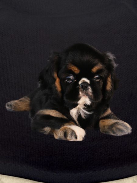 Chiot mignon