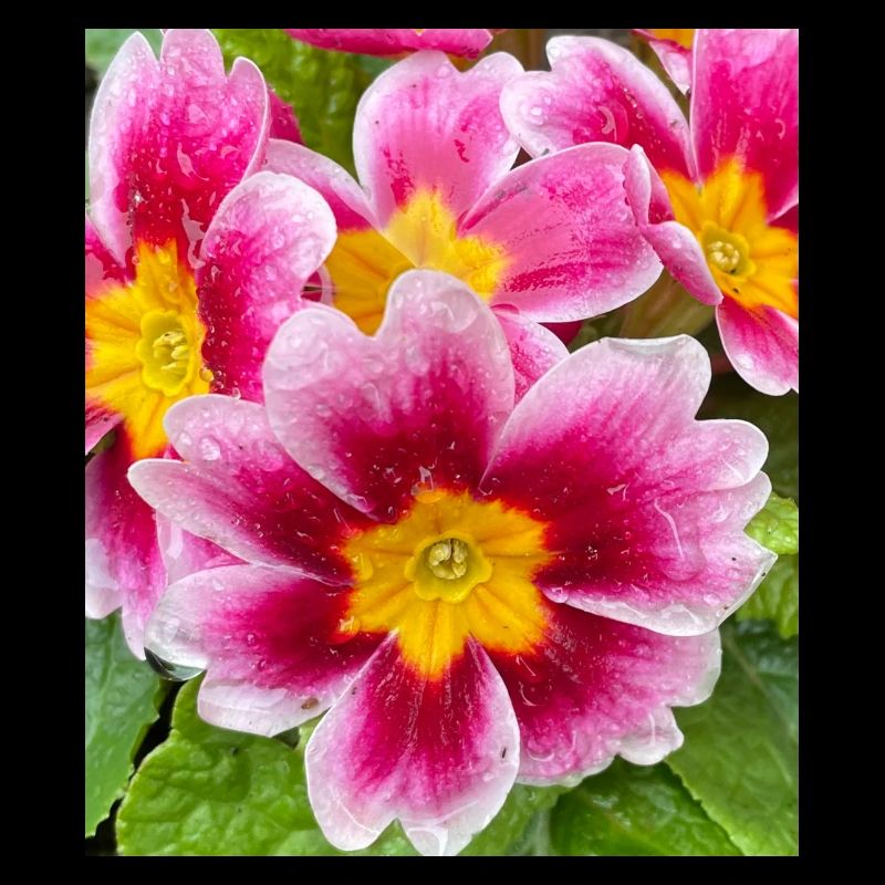Tolle Blume