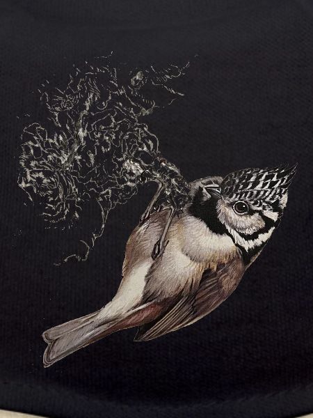 Crested Tit Drawing