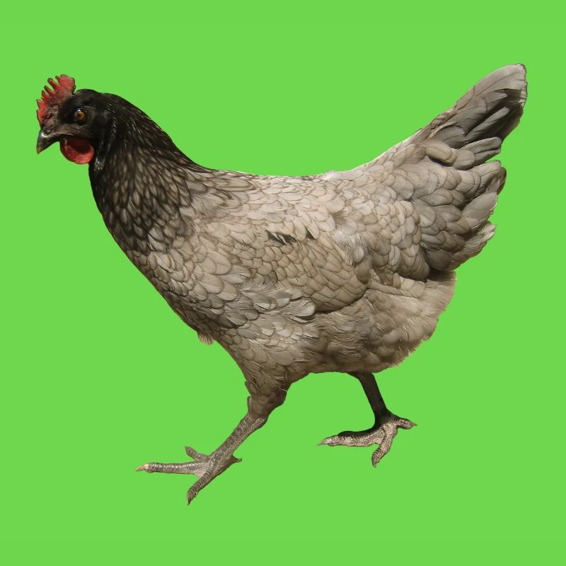 poulet gris