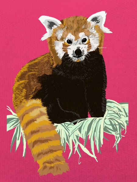Roter Pandabaer auf Heu sitzend
