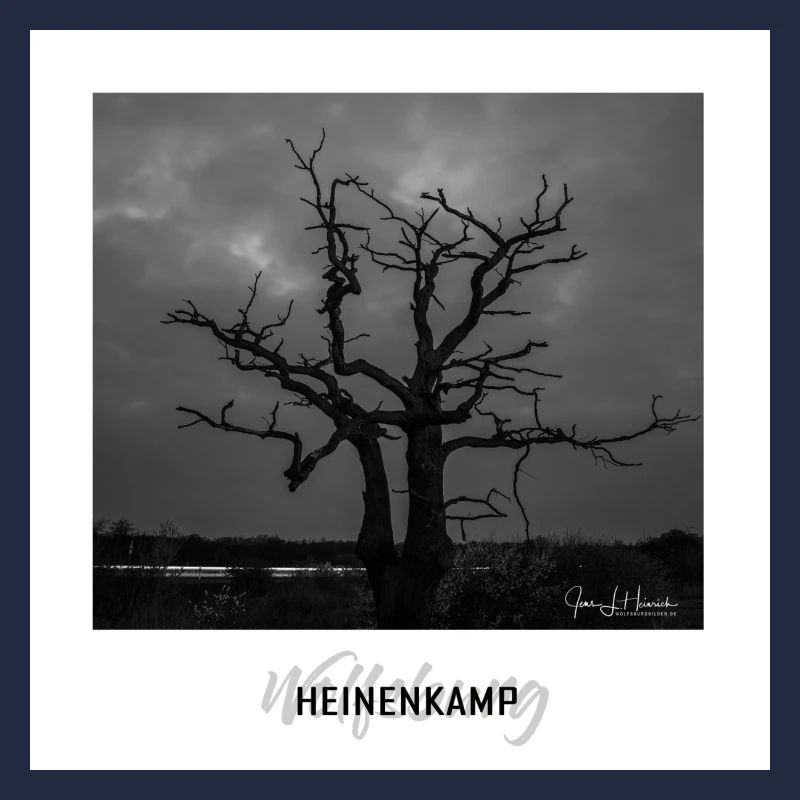 Wolfsburger Baum im Heinenkamp