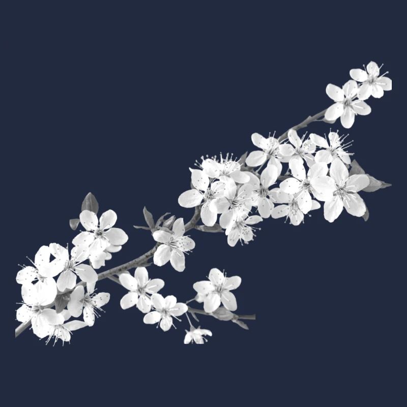 Belle sakura (blanc de perles)