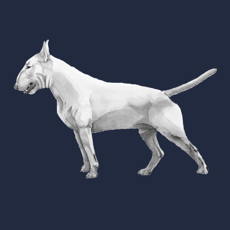 Bullterrier