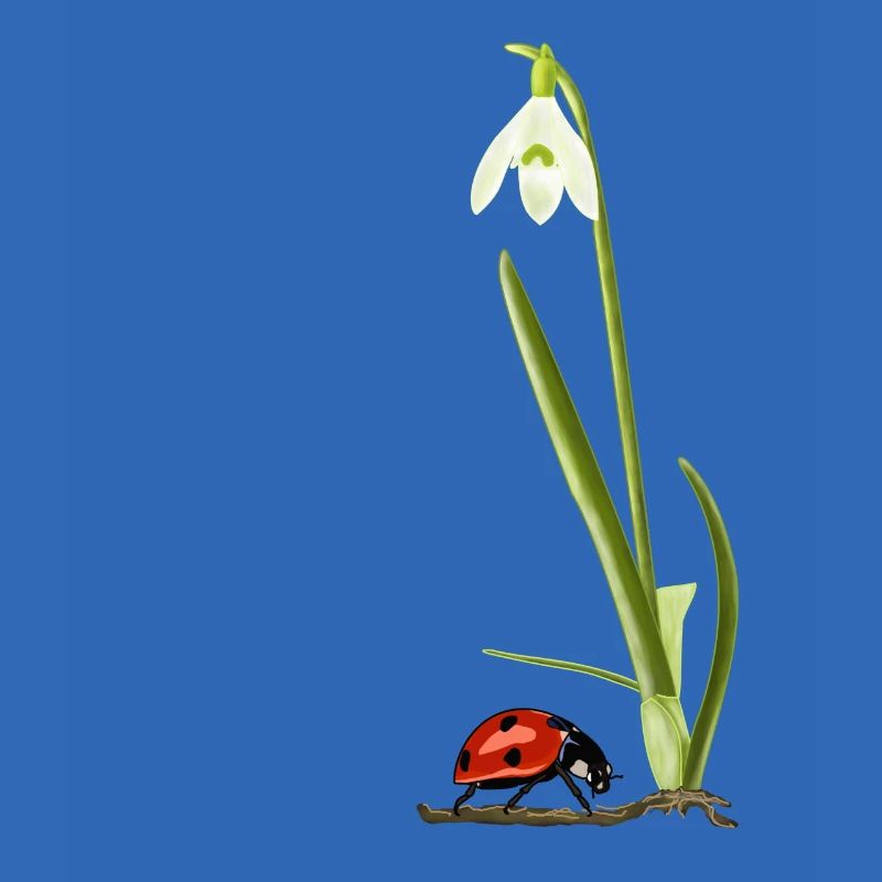 Spring, snowdrops, ladybugs