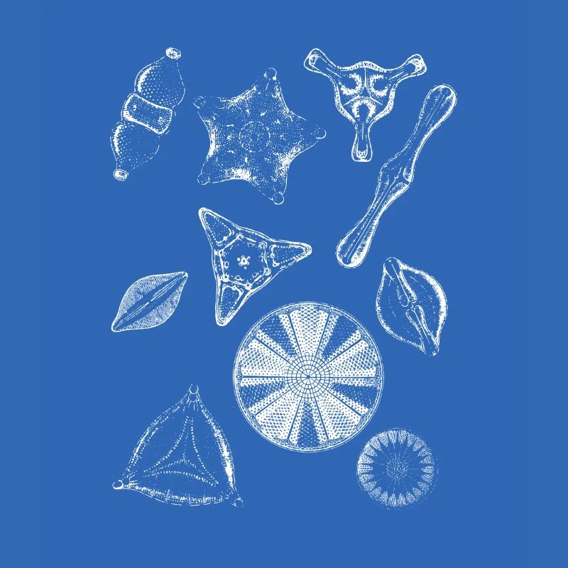 diatoms, algae diatom