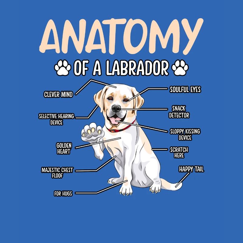 Anatomie du Labrador