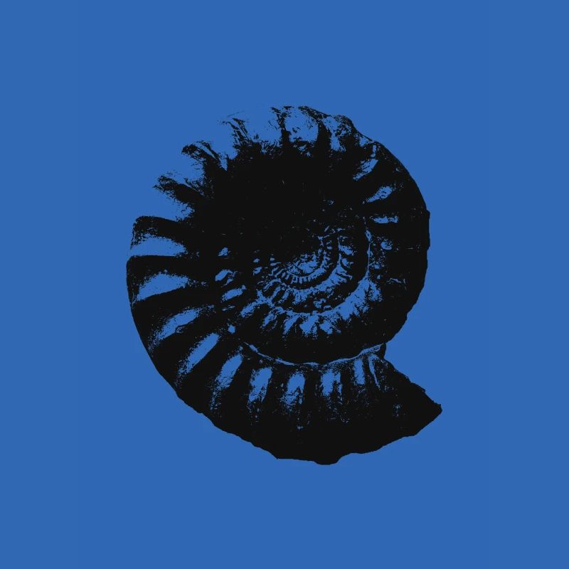 Fossil Geschenkidee Ammonit Urzeit Geschenk