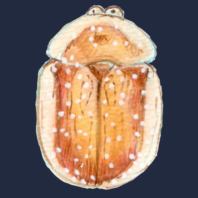 Sternmiere Schildkäfer