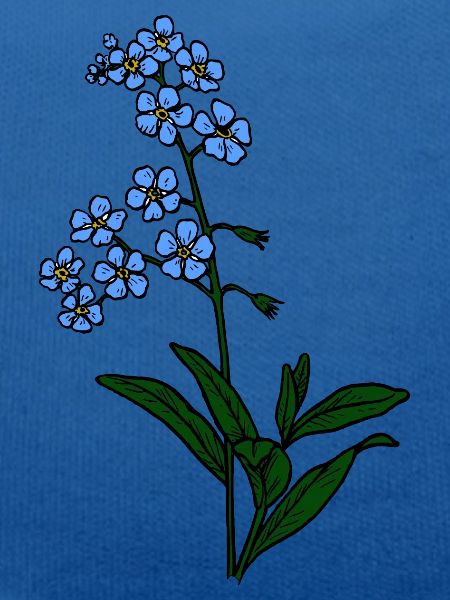 Forget-me-not blue