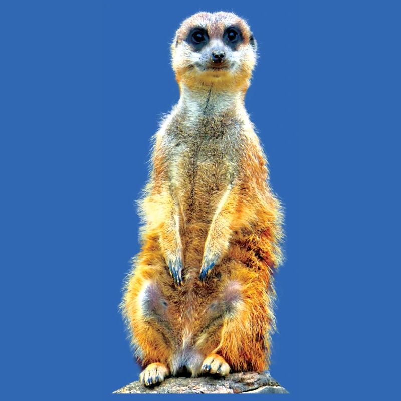 Suricate cool décontracté mignon mignon mignon