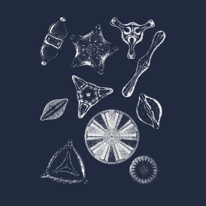 diatoms, algae diatom
