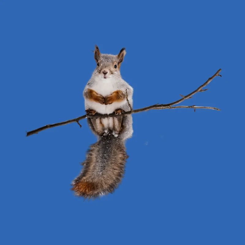 squirrel - squirrel