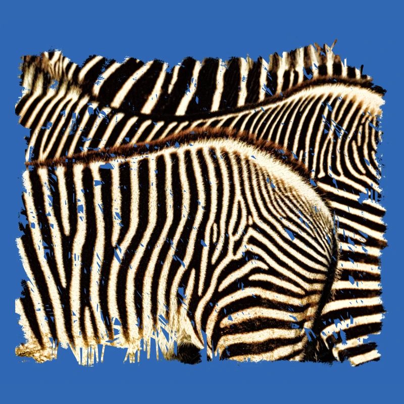 Zebra mit weißen oder schwarzen Streifen?