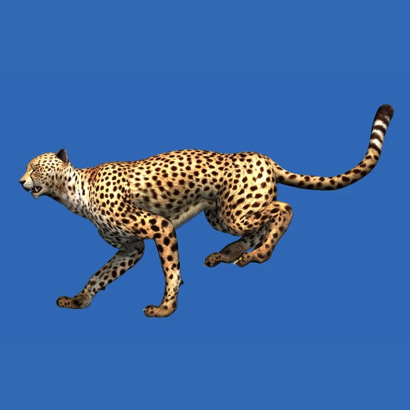 Guépard - Léopard à la course