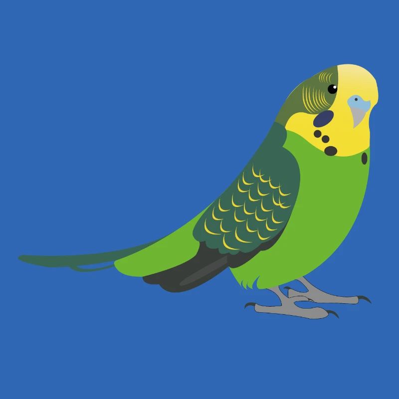 Perruche oiseau