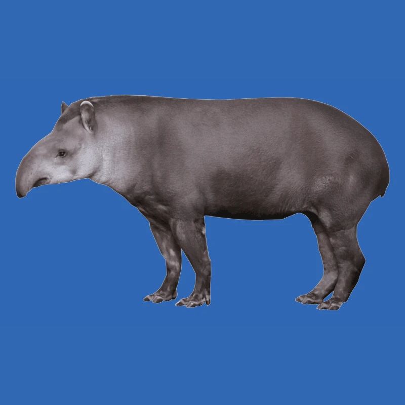 Der Tapir, Schwein oder Elefant?