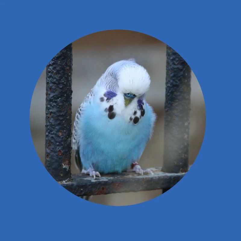 Bourgeons de perruche bleu