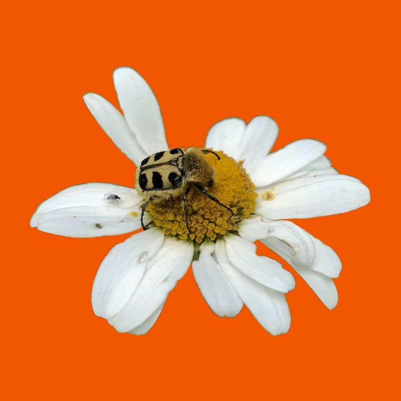 Chafer à abeilles