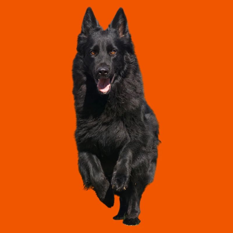 black shepherd front
