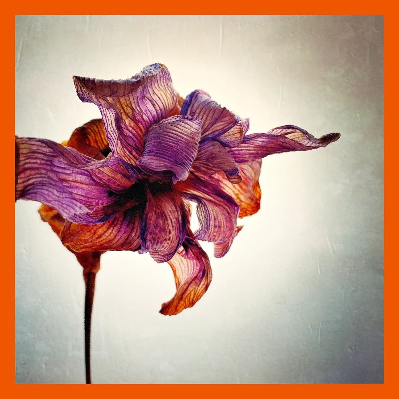 Withered Flower