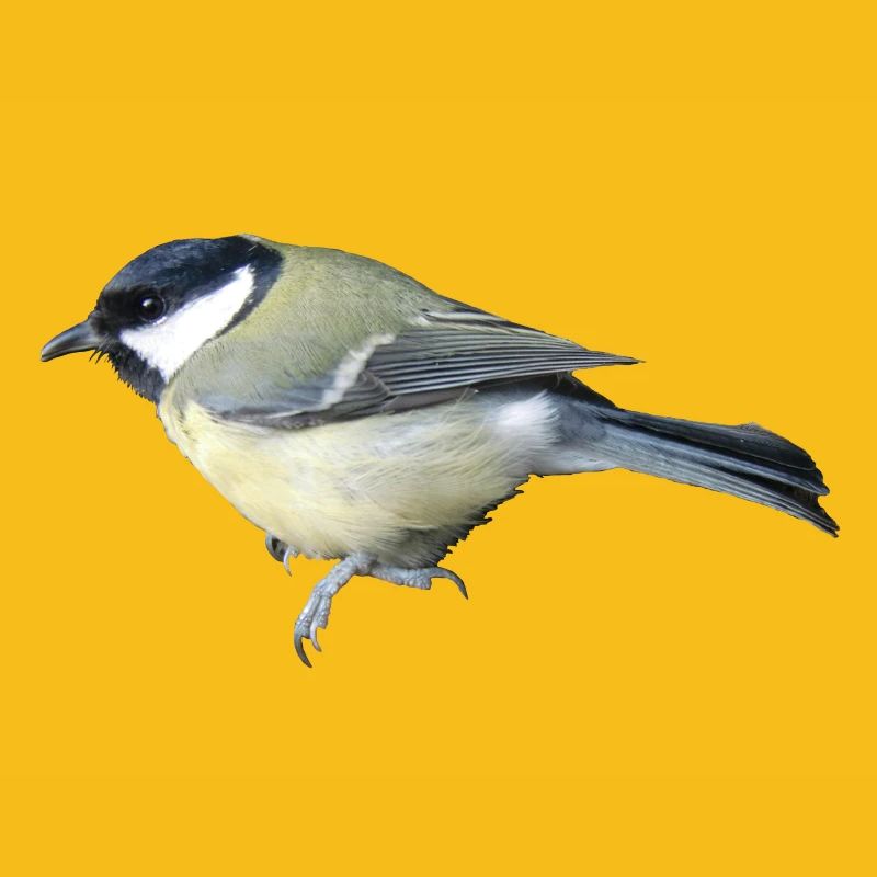 Grand oiseau