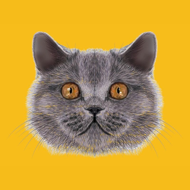 Britisch-Kurzhaar-Katze 