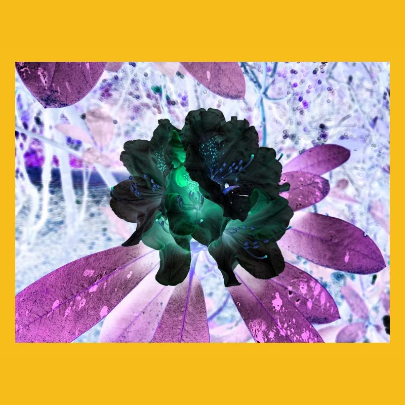 Disposition Hyperflora de Neonblumen