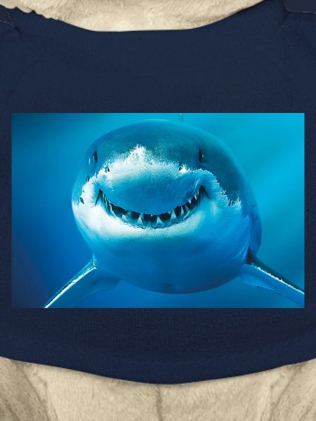 Smiling Shark Underwater
