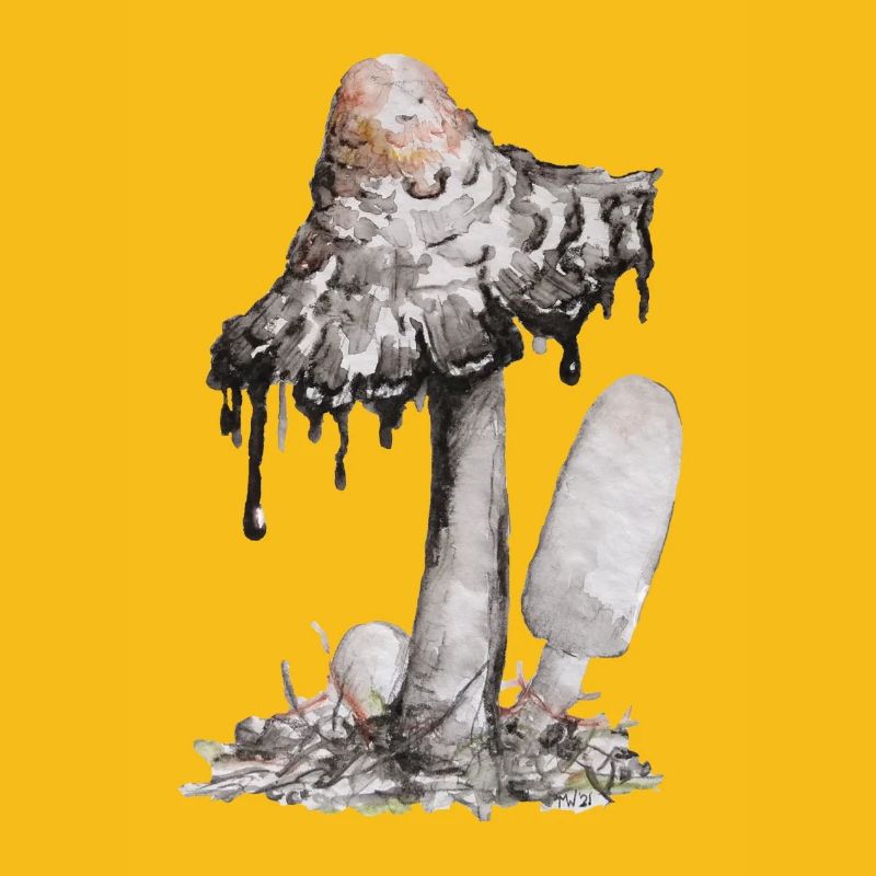 champignon de l’encre