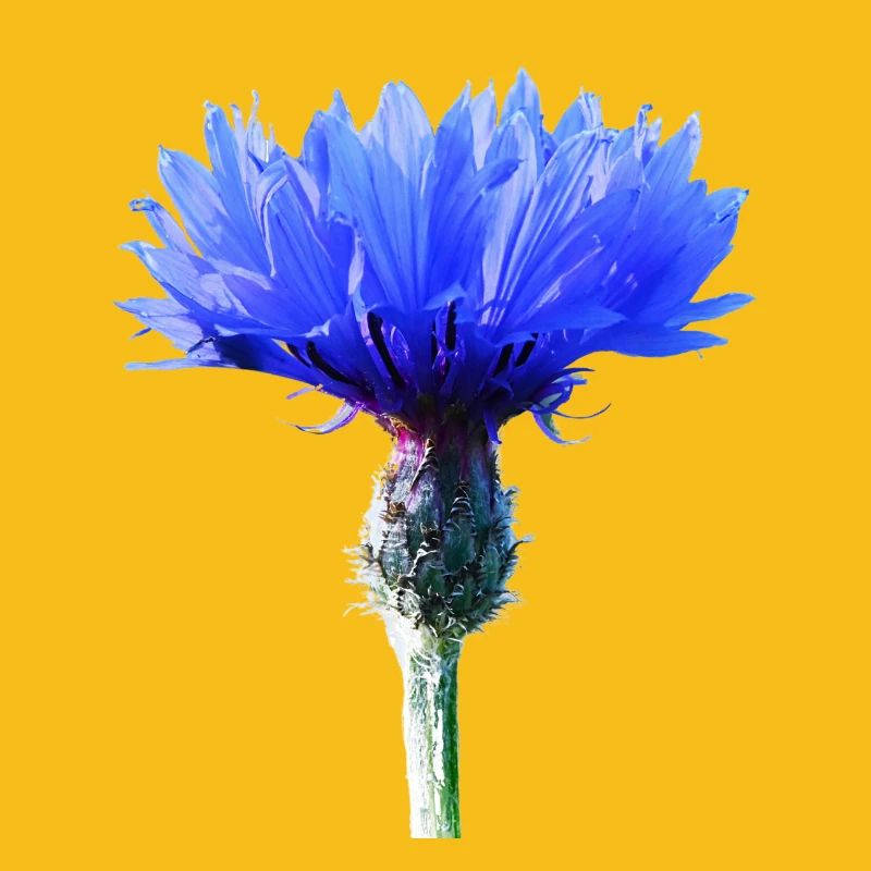 Bleuet