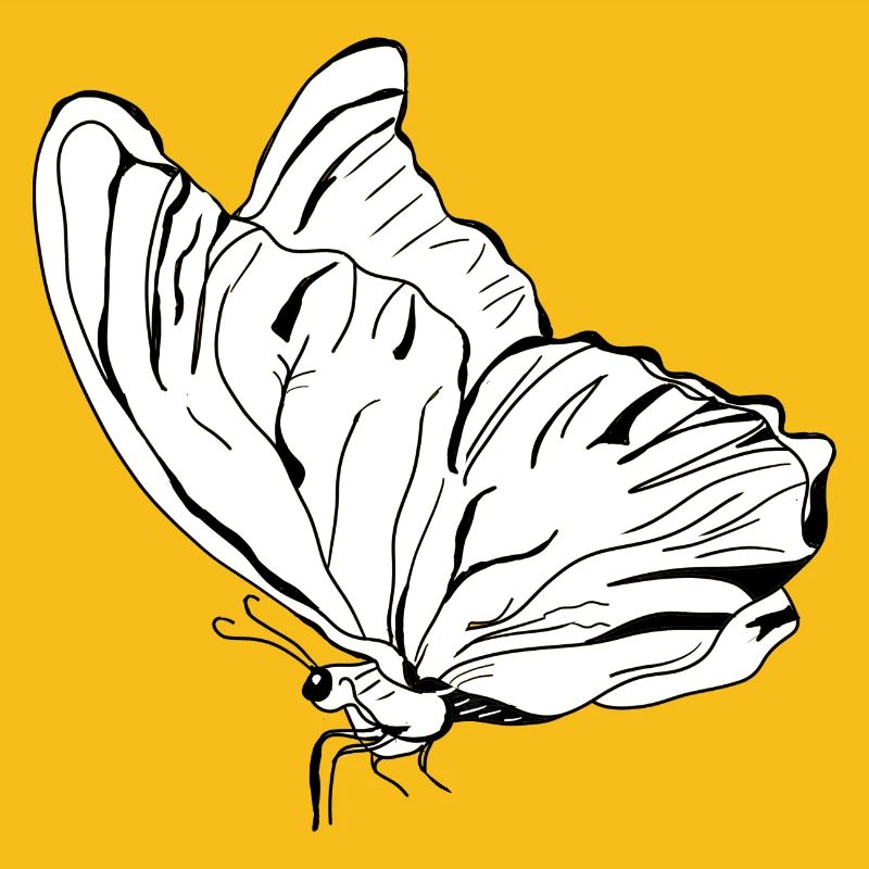 papillon vecter