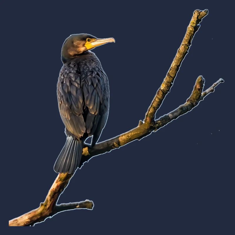 Cormoran