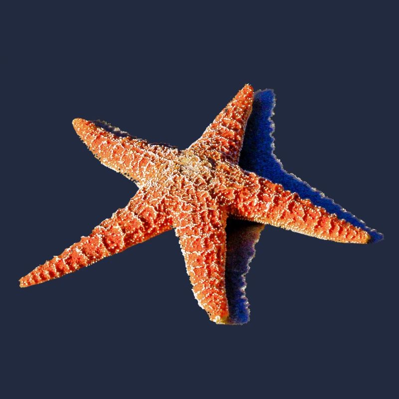 A beautiful starfish