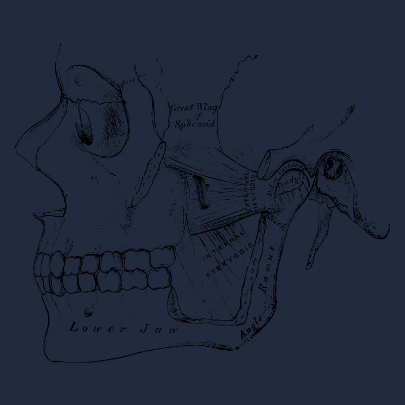 Menschlicher Körper - Schädel